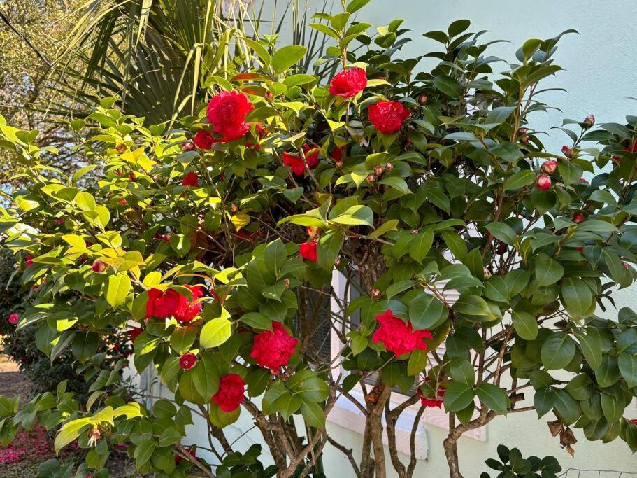 Holiday home Charming Coastal Retreat Pets Are Welcome Myrtle Beach