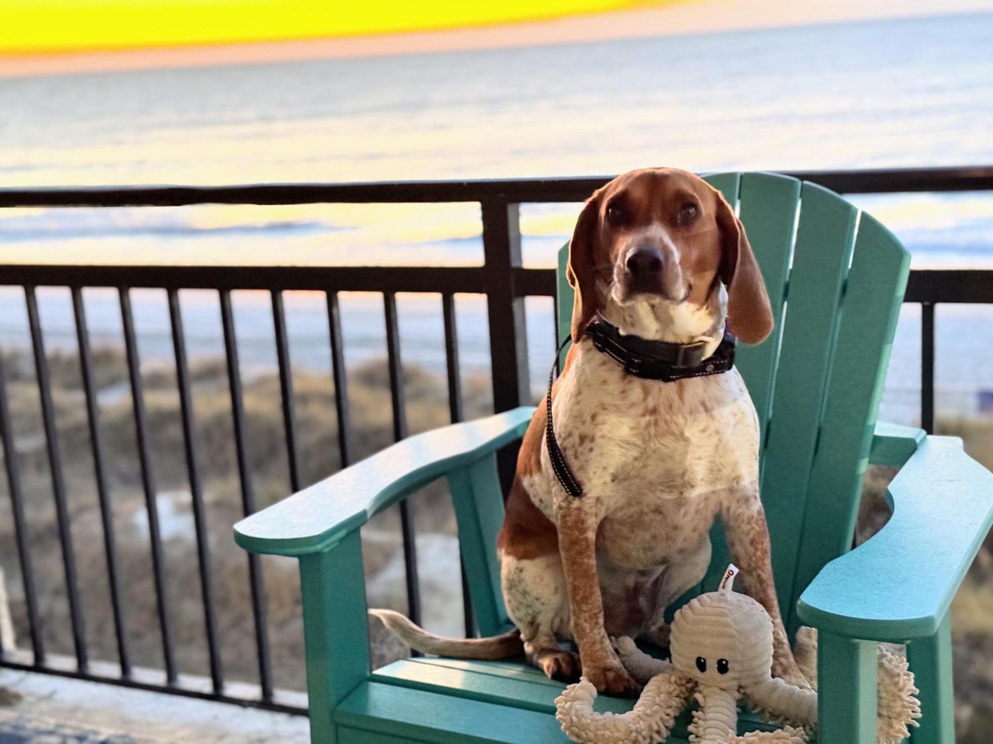 Oceanfront 3br/2ba Dog Friendly Apartment Myrtle Beach