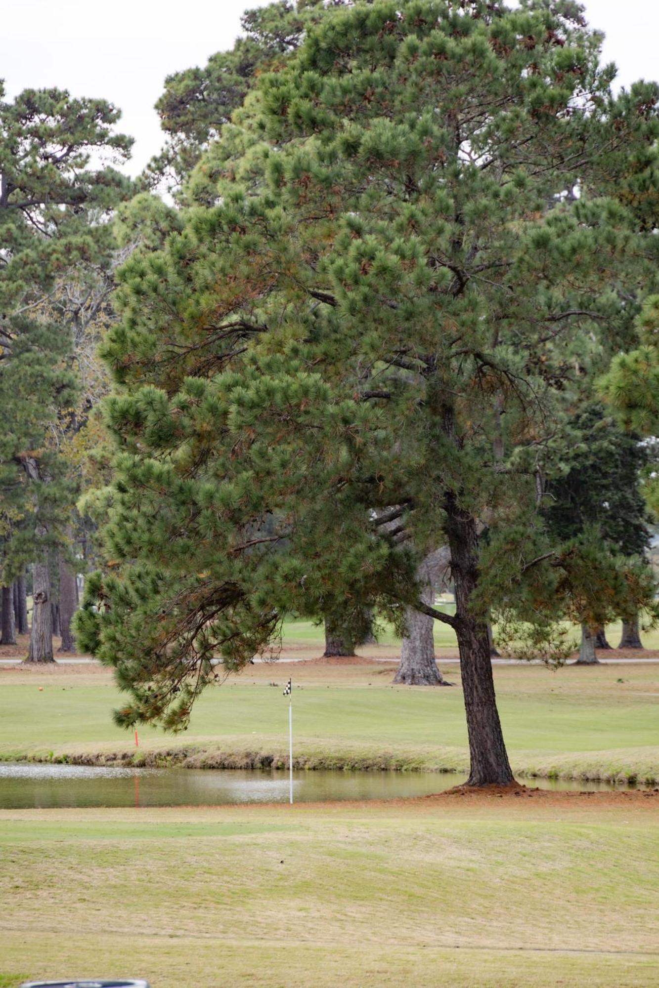 Apartment Gorgeous On Golf Course Near Broadway At The Beach
