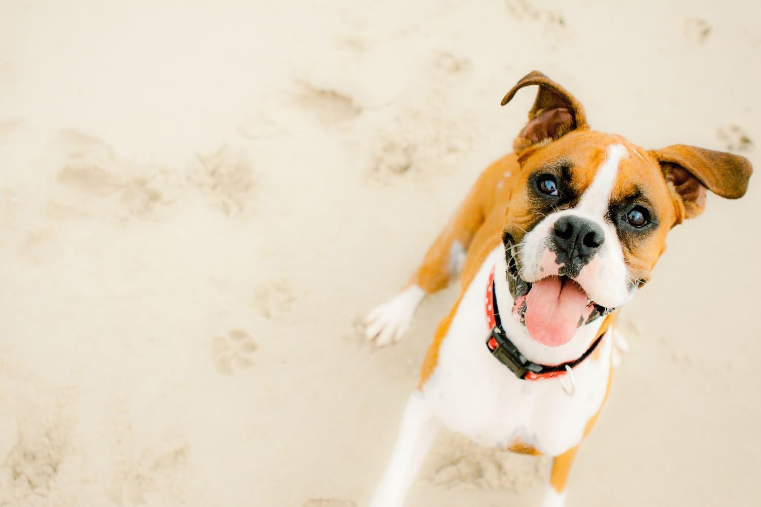 Pet Friendly Modern Oceanfront