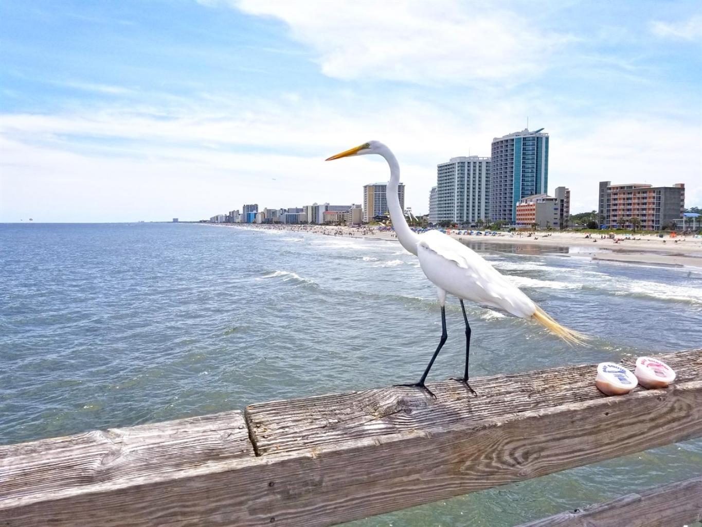 Holiday home 7th Floor! Modern Building, Direct Oceanfront View Myrtle Beach