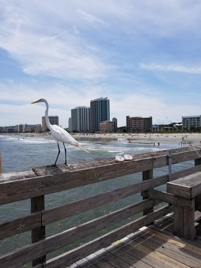 New Modern, Direct Oceanfront, Boardwalk, Views! * Myrtle Beach