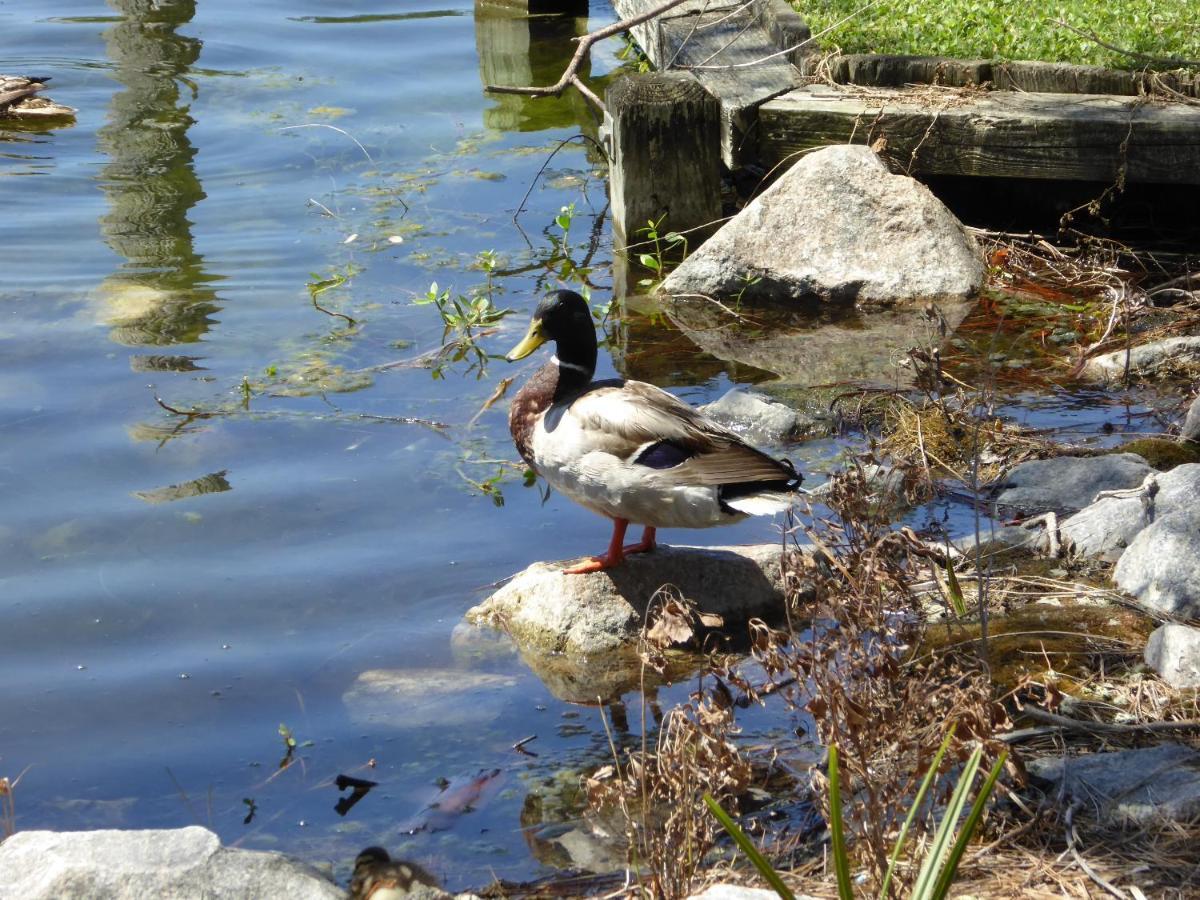 Apartment Beautiful Lakefront Short Walk To Beach! Myrtle Beach